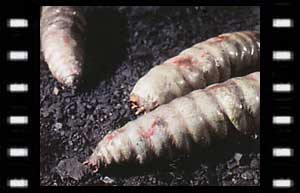 Image of Green Maggots