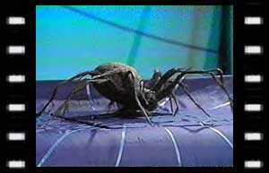 Image of Leader of the Eight-Legs