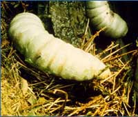 Image of the giant green Maggots 