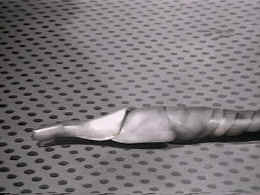 Later Image of  Cybermat