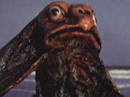 Image of Sea Devil