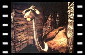 Image of one of the cities living roots.